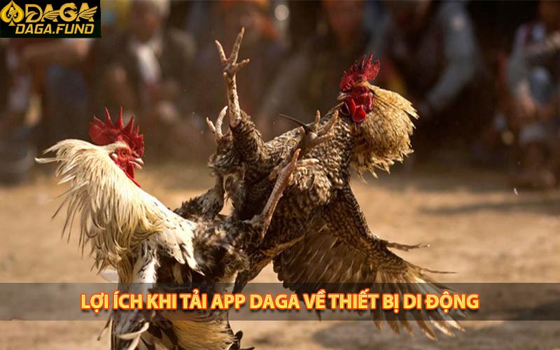 Cá cược đá gà trở nên đơn giản hơn khi tải app daga